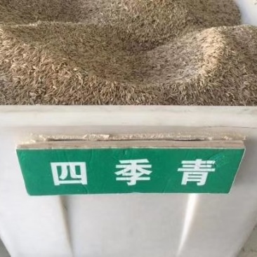 四季青草坪种子多年生四季常青种子耐寒耐盐碱品种种子
