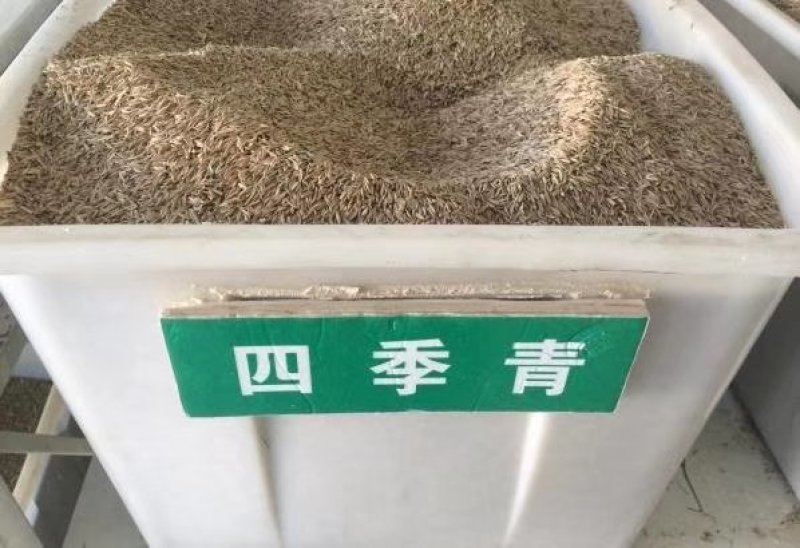 四季青草坪种子多年生四季常青种子耐寒耐盐碱品种种子