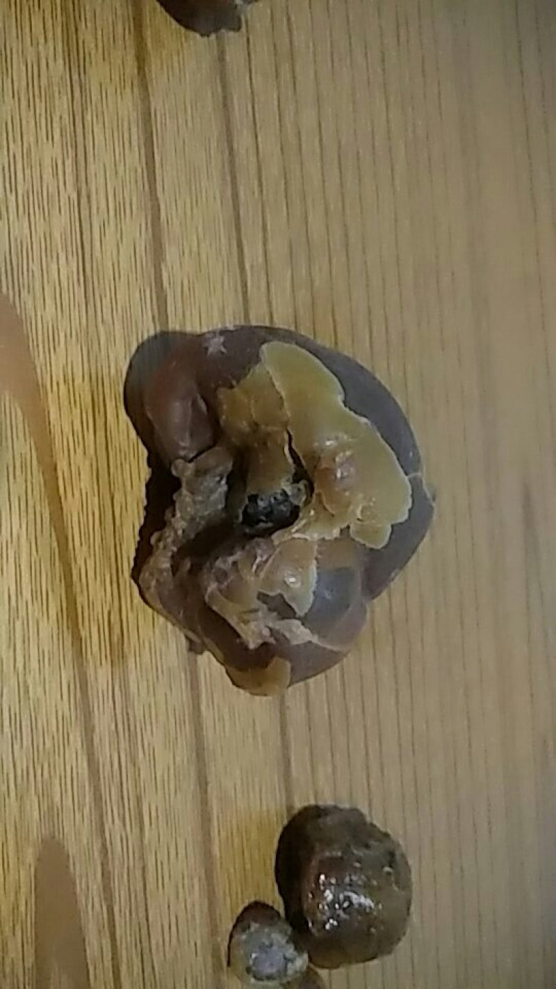 鸡宝出售自家养3年的老母鸡