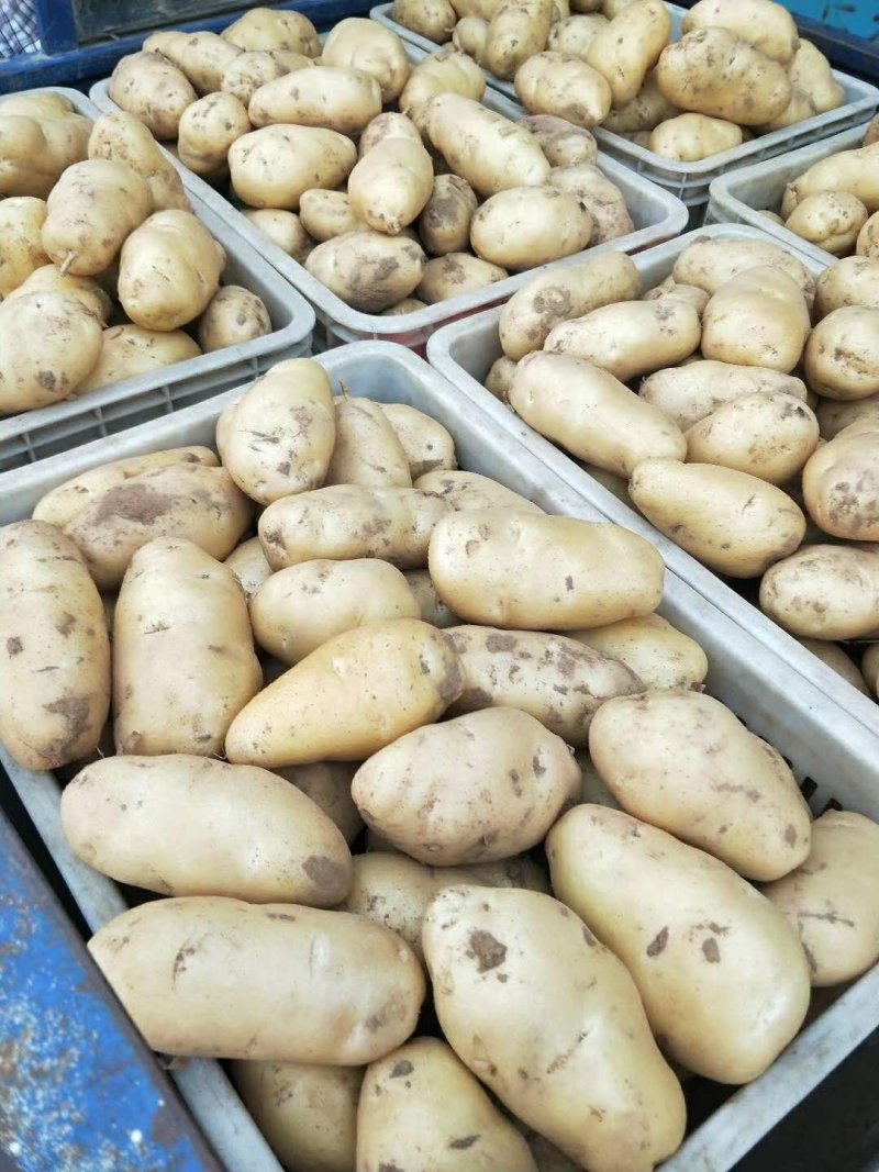 何兰十五土豆，冷库储存，精品何兰十土豆