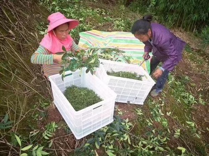 厂家直销鲜花椒专用塑料筐花椒筐装40斤重庆厂家周转筐