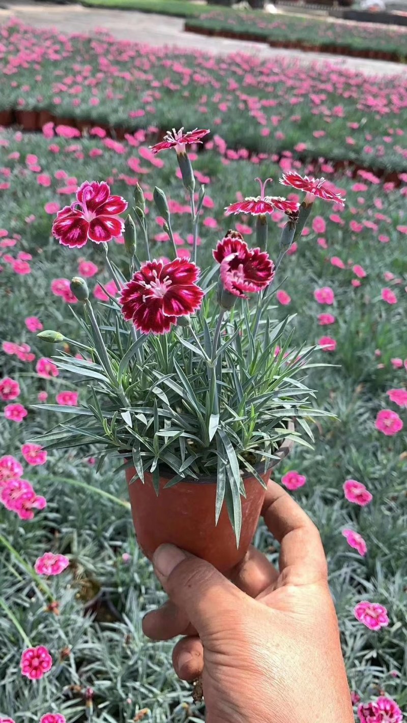 石竹彩虹石竹，五彩石竹，常夏石竹彩虹石竹美国石竹等