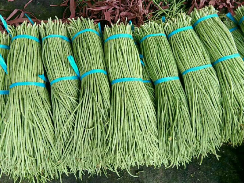 万亩大棚，长豆角己大量上市