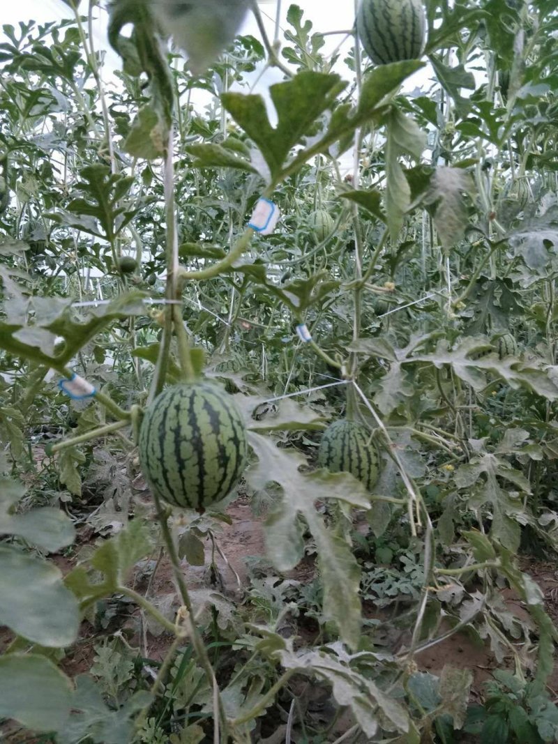 西瓜(小吊瓜)