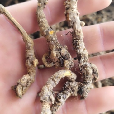 黄连选单只连新货黄茬关书药材批发各种规格中药