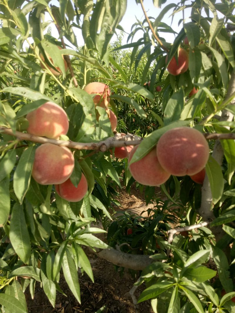 毛桃批发价格，陕西毛桃基地，大荔毛桃价格。