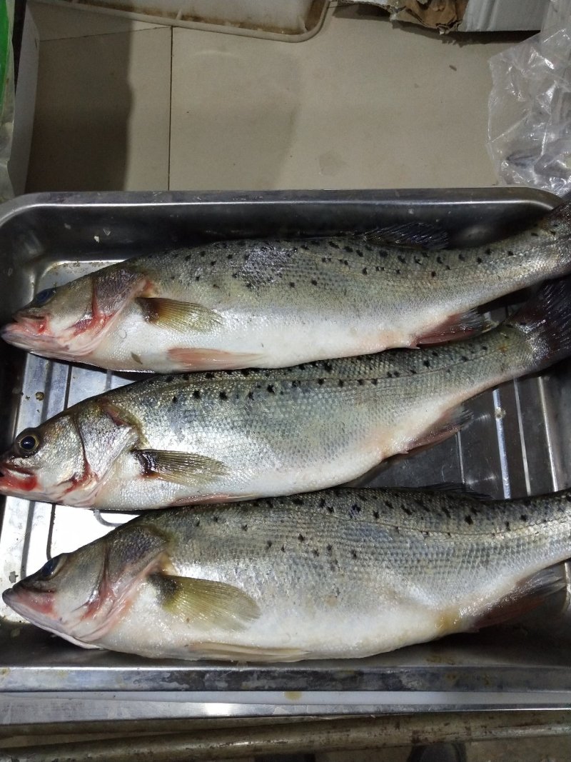 冰鲜海鲈鱼