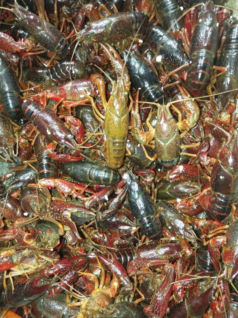 鲜活小龙虾