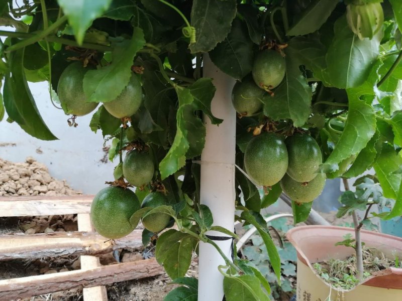 百香果盆栽