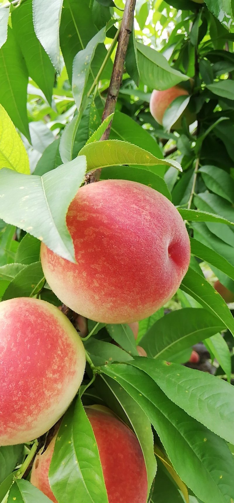 水蜜桃中熟小中大果均有果园现采