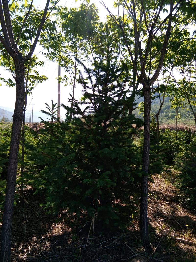 七年生黄柏木树苗，高2.2一2.8米，直径4一6公分。
