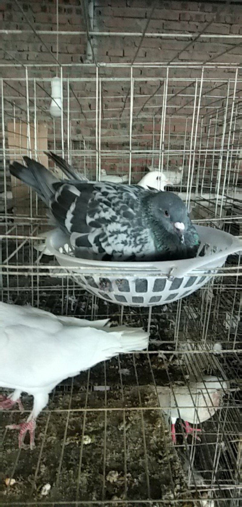 种鸽，商品鸽乳鸽可以快递，限四川省周边包成活，包技术指导