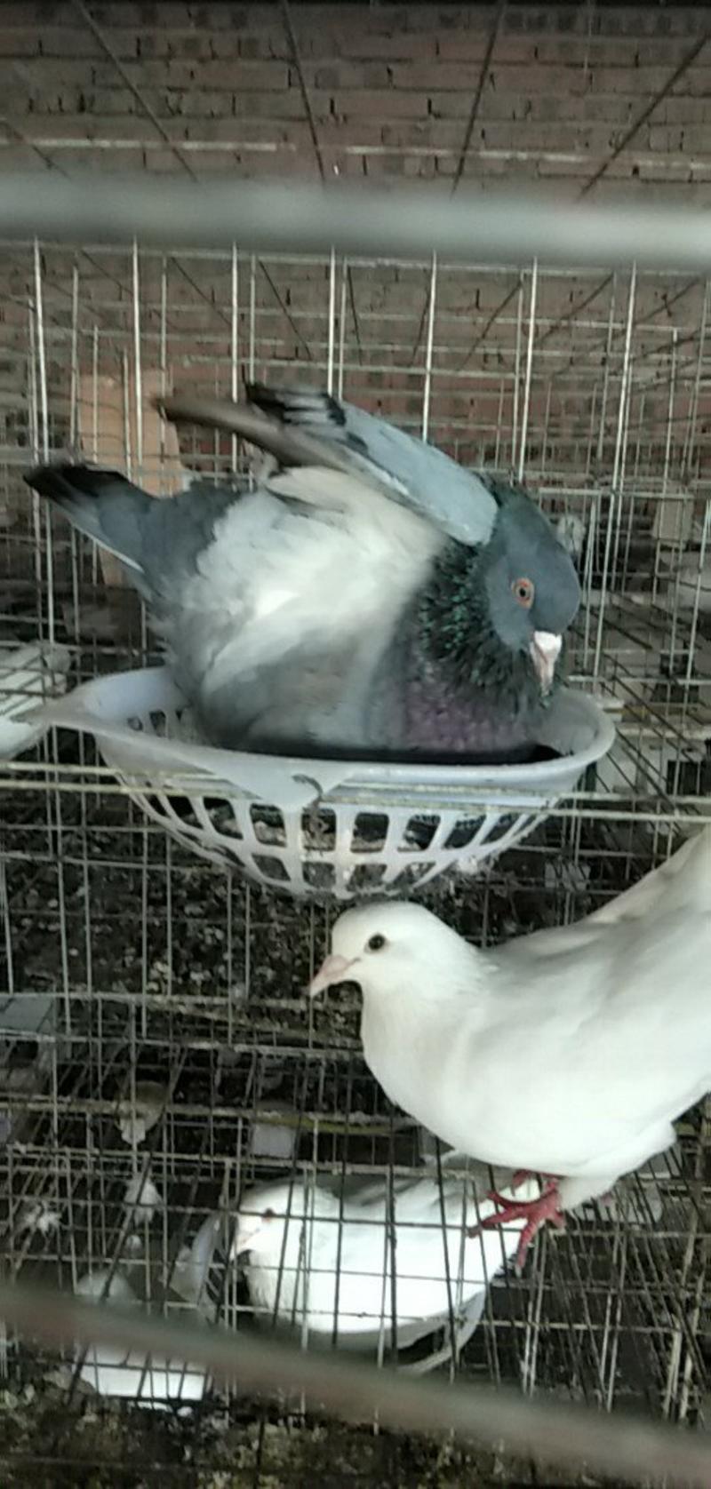 种鸽，商品鸽乳鸽可以快递，限四川省周边包成活，包技术指导