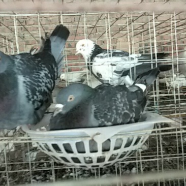 种鸽，商品鸽乳鸽可以快递，限四川省周边包成活，包技术指导