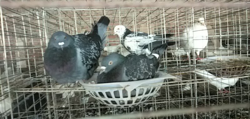 种鸽，商品鸽乳鸽可以快递，限四川省周边包成活，包技术指导