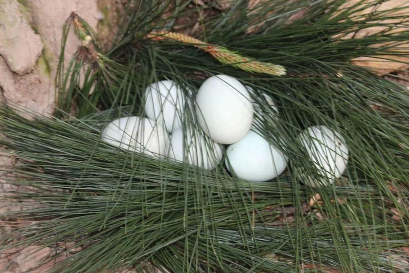 贵州农村绿壳鸡蛋