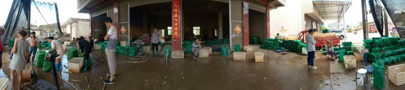 茭白