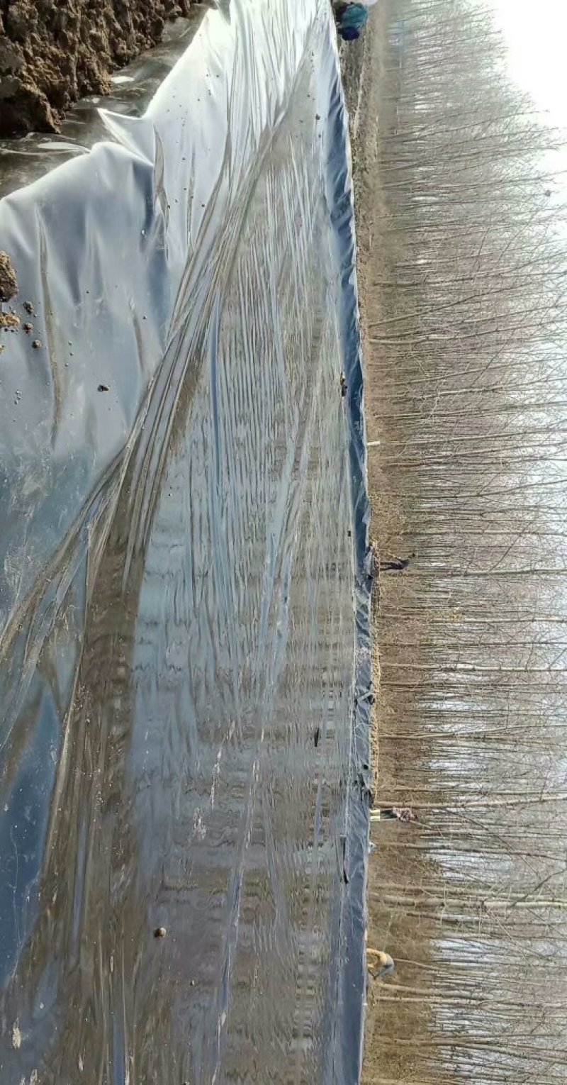 养殖场专用防渗膜针对养殖基地专业生产和施工！