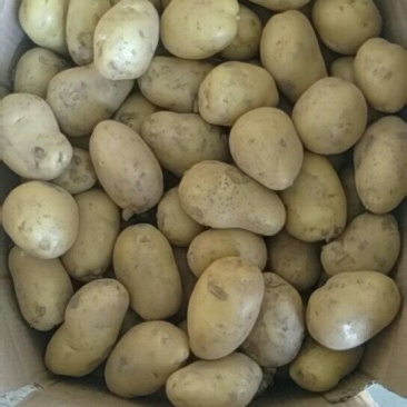 土豆