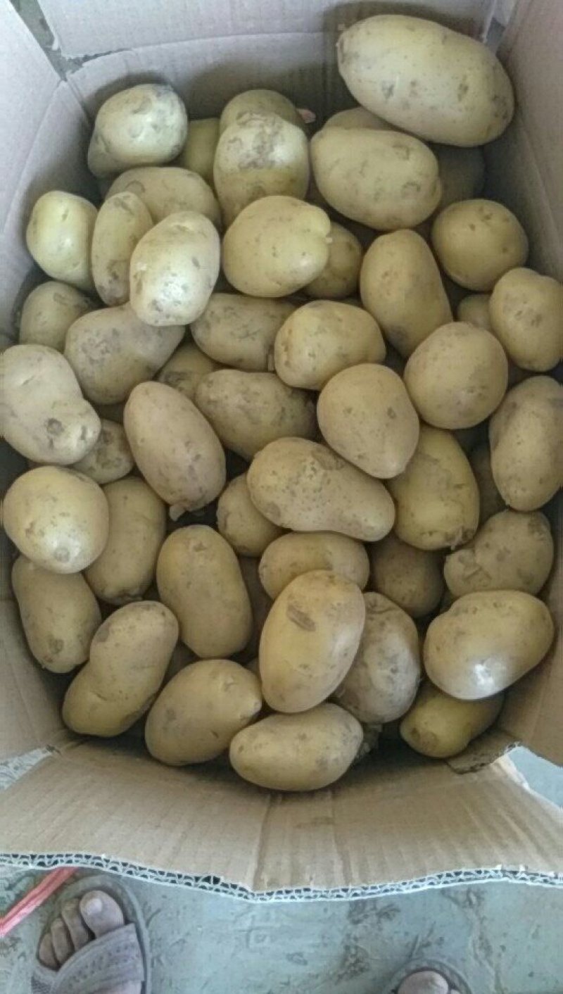 土豆