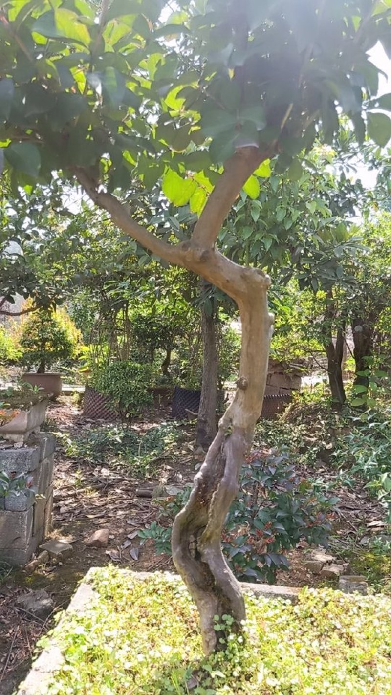 红火箭紫薇盆景