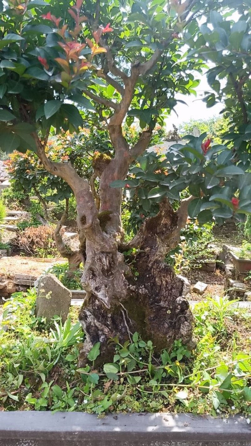 红火箭紫薇盆景
