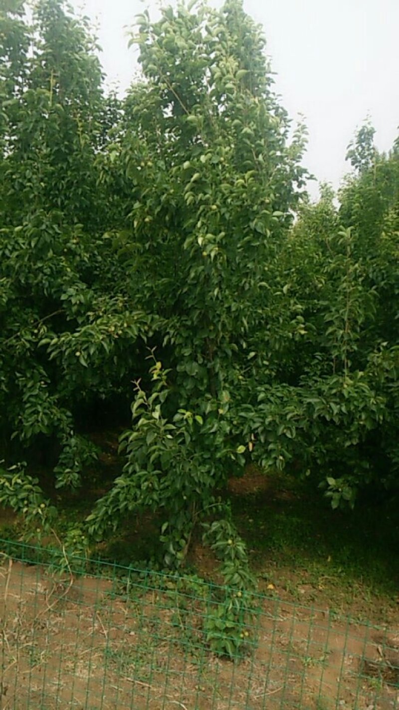 瓷梨树