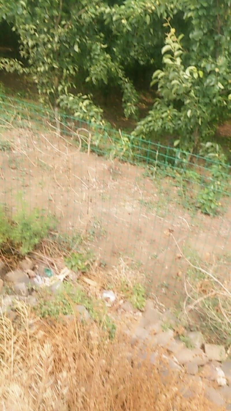 瓷梨树