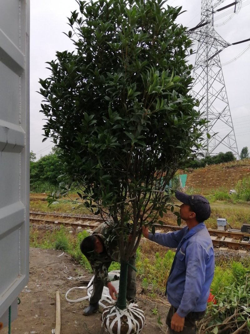 安徽省合肥市桂花基地500亩，精品桂花规格齐全大量供应