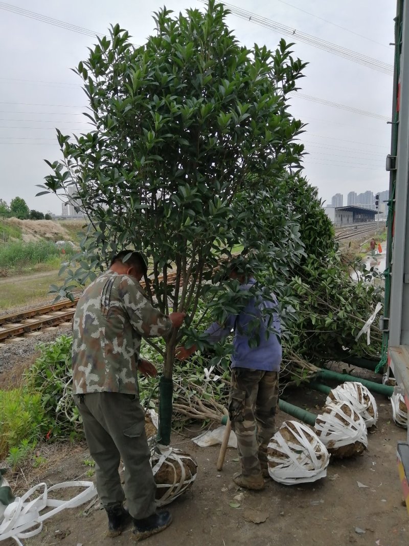 安徽省合肥市桂花基地500亩，精品桂花规格齐全大量供应