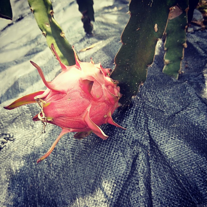 红心火龙果