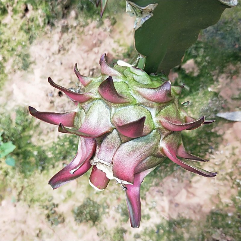红心火龙果
