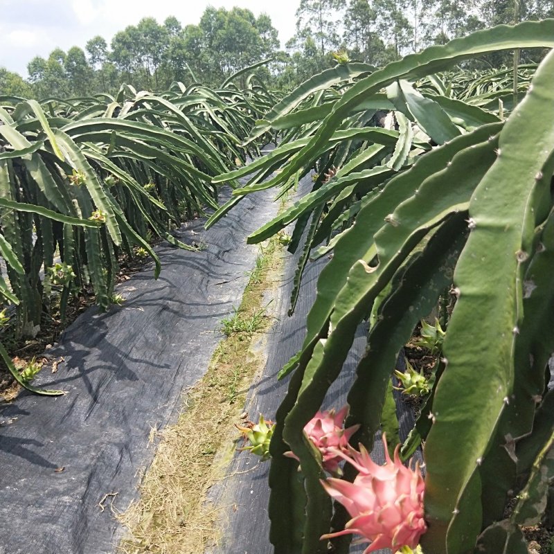 红心火龙果