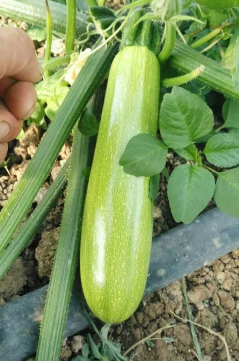 供应夏绿西葫芦种子抗热抗病毒油绿膨果快35天结果