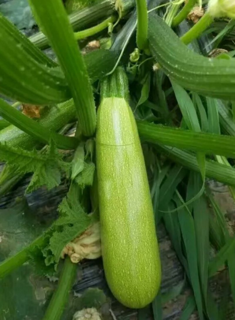供应夏绿西葫芦种子抗热抗病毒油绿膨果快35天结果