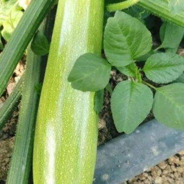 供应夏绿西葫芦种子抗热抗病毒油绿膨果快35天结果