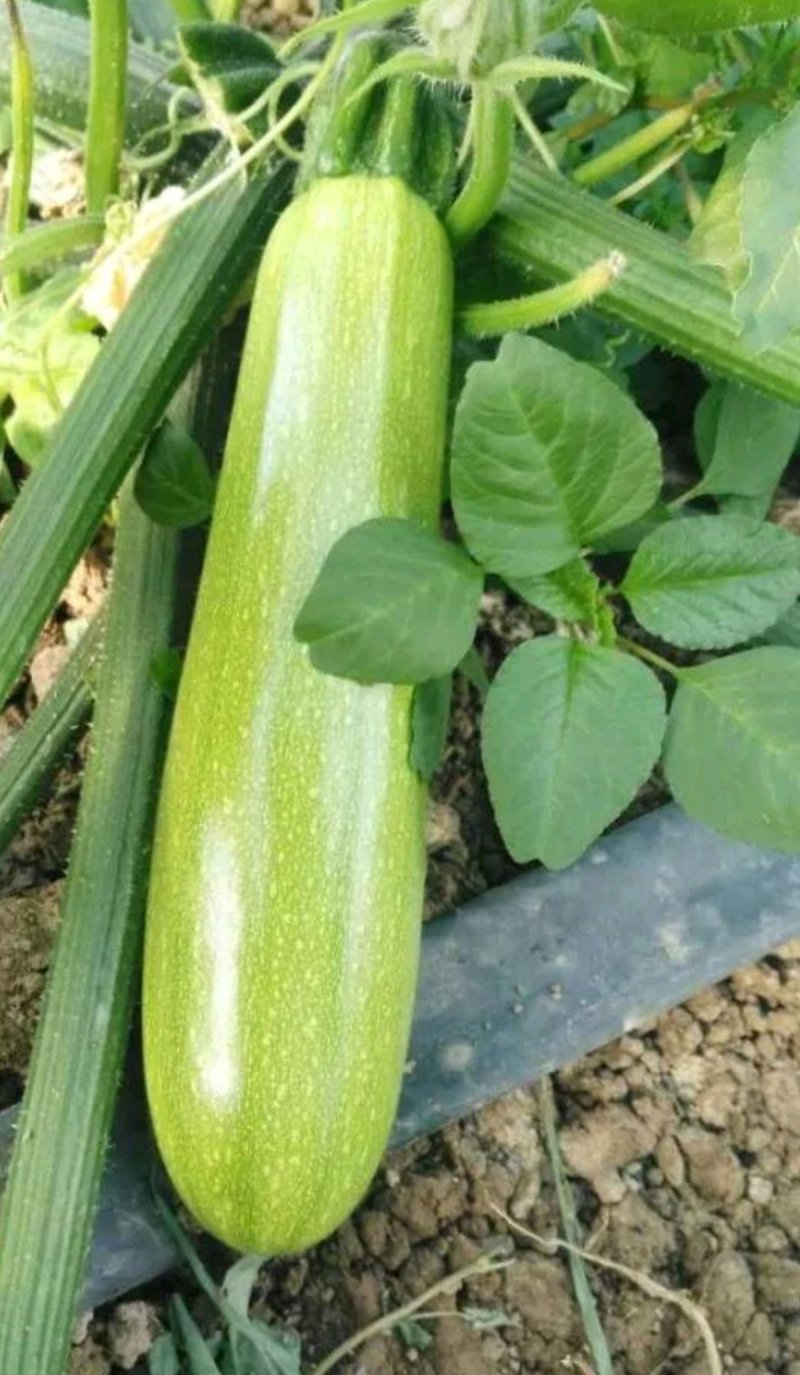 供应夏绿西葫芦种子抗热抗病毒油绿膨果快35天结果