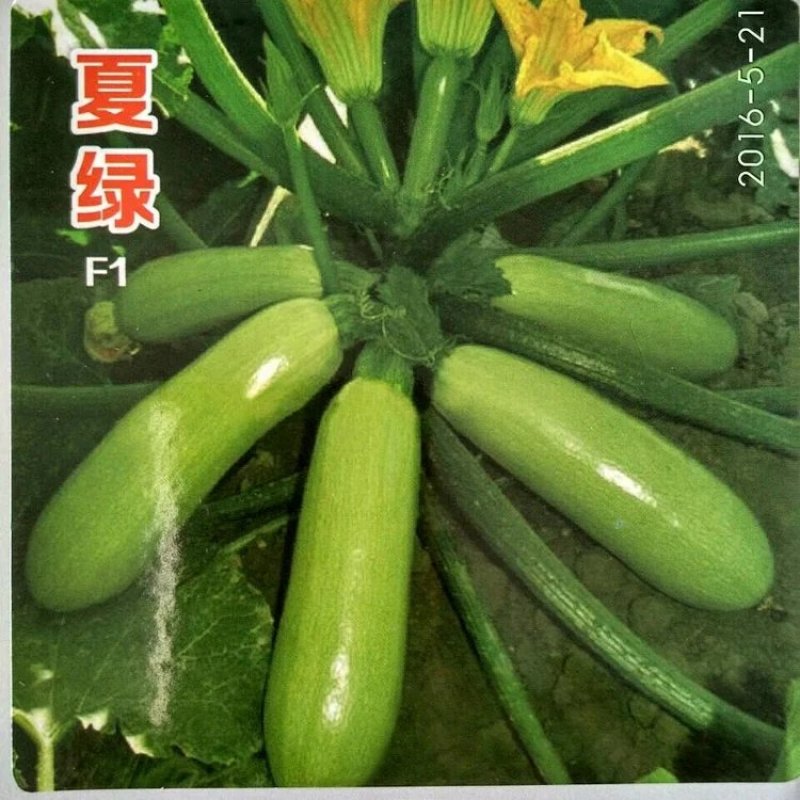 供应夏绿西葫芦种子抗热抗病毒油绿膨果快35天结果