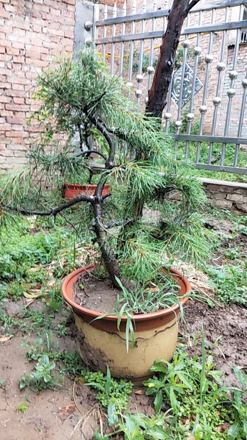 造型白皮松