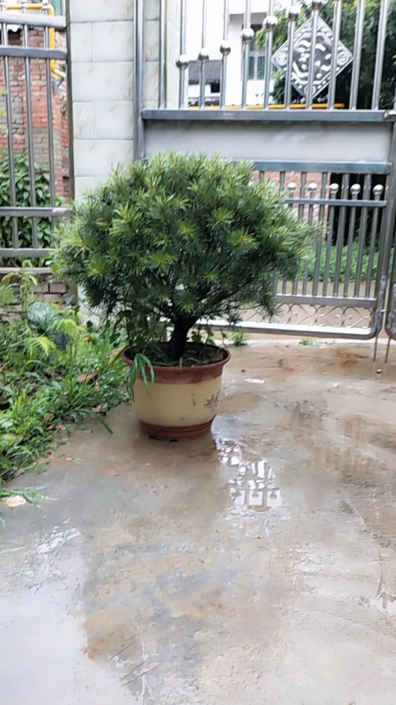 造型白皮松