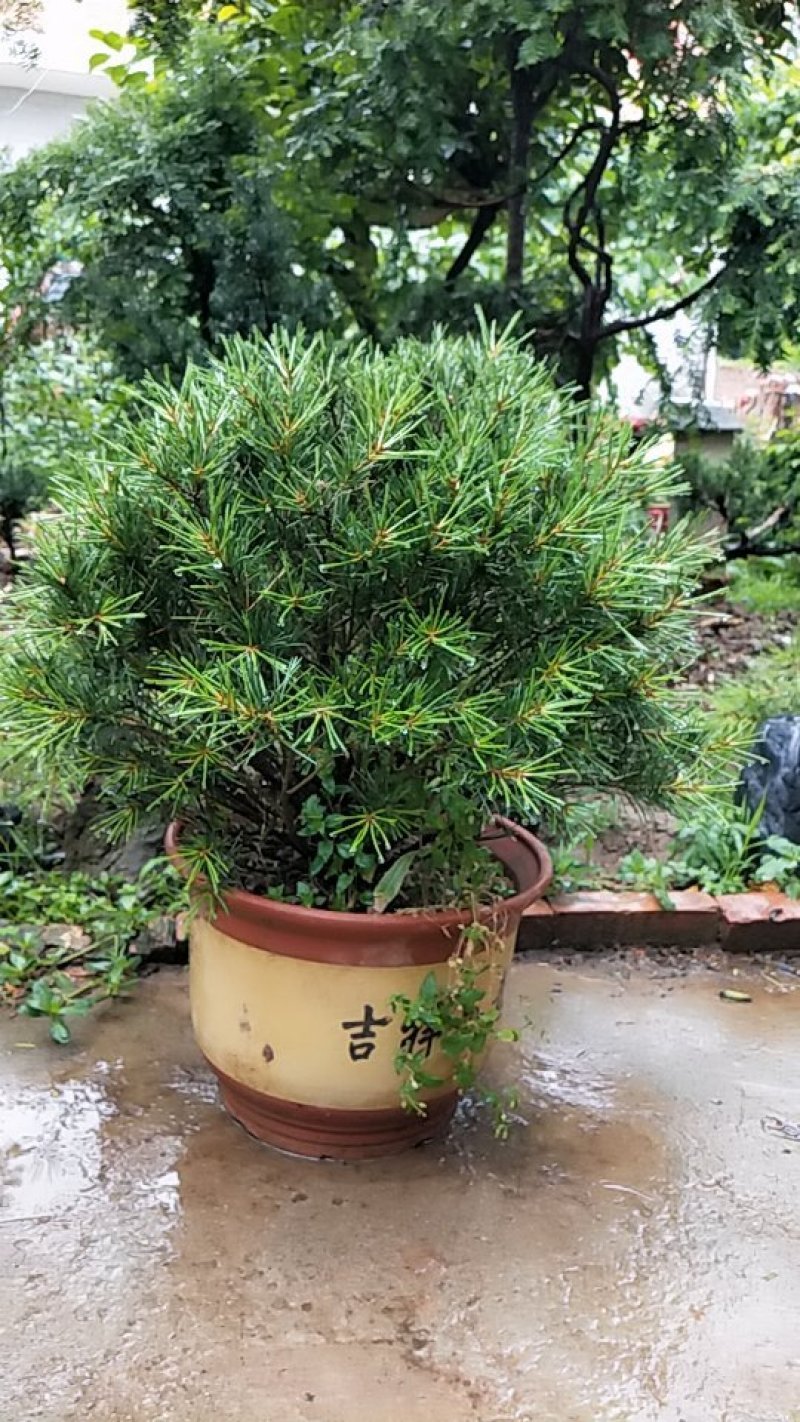 造型白皮松