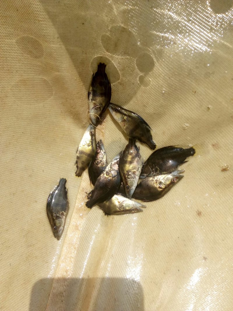【热销】产地鳜鱼苗翘嘴鳜鱼苗饵料鱼渔场直销诚信经营