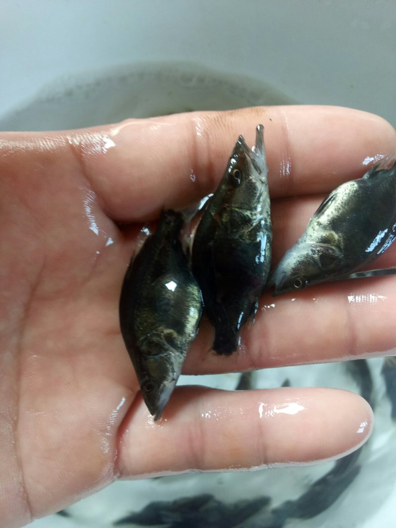 【热销】产地鳜鱼苗翘嘴鳜鱼苗饵料鱼渔场直销诚信经营