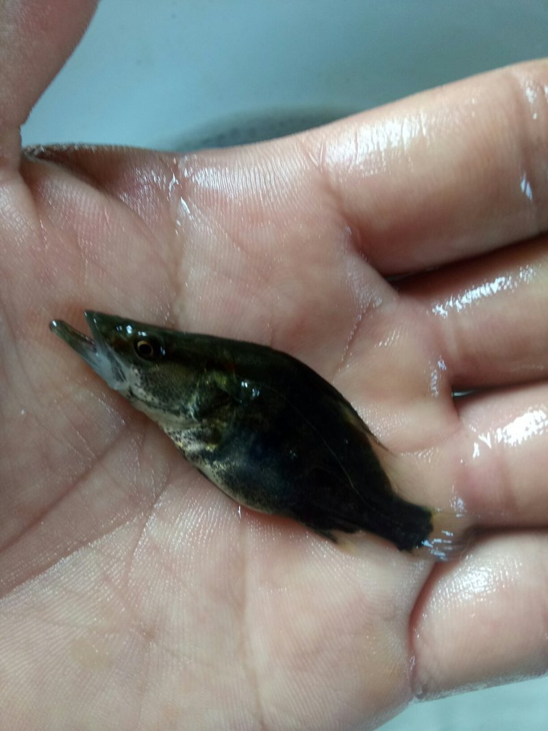 【热销】产地鳜鱼苗翘嘴鳜鱼苗饵料鱼渔场直销诚信经营