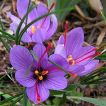 安徽亳州藏红花花丝，双沟藏红花