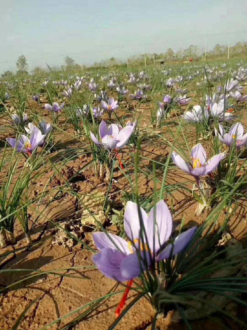 安徽亳州藏红花花丝，双沟藏红花