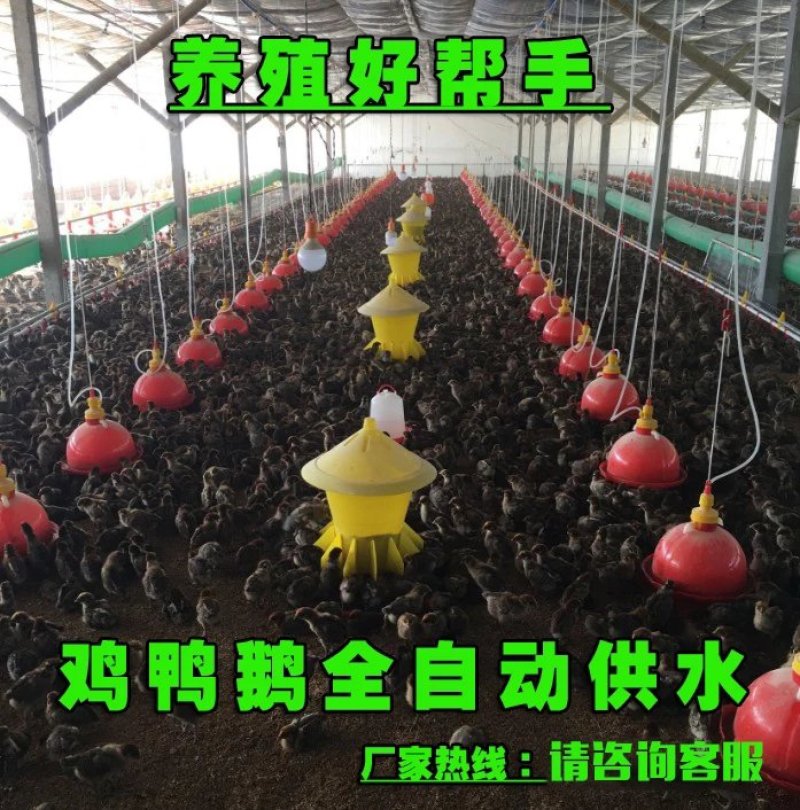 鸡用自动饮水器饲料桶普拉松