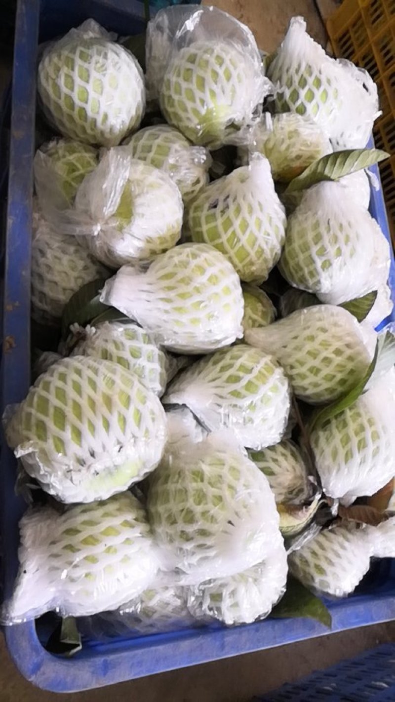 广东精品番石榴，代办打包，装车大量有货，一天1万到2万