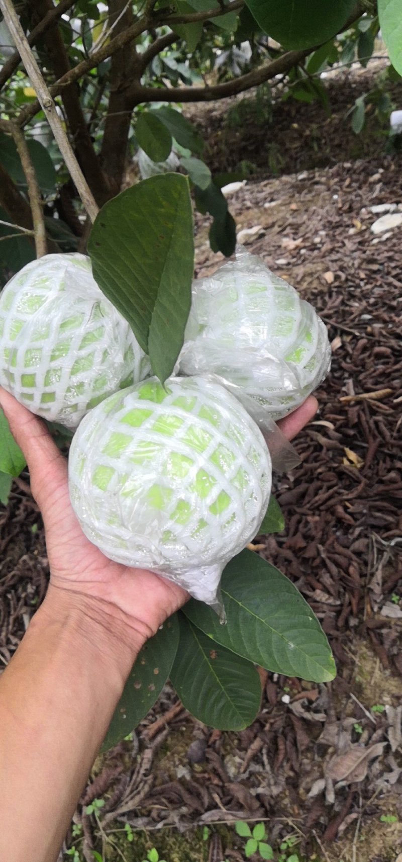 广东精品番石榴，代办打包，装车大量有货，一天1万到2万