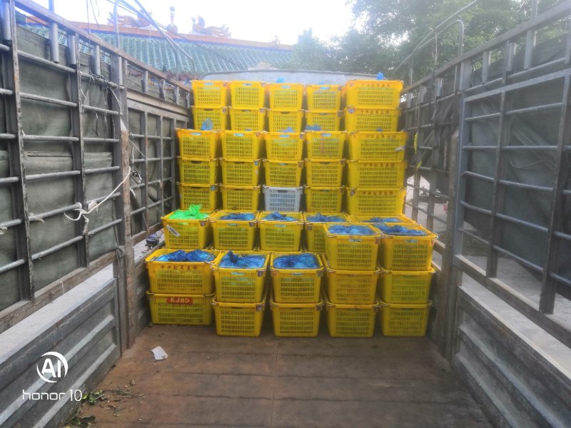 广东精品番石榴，代办打包，装车大量有货，一天1万到2万